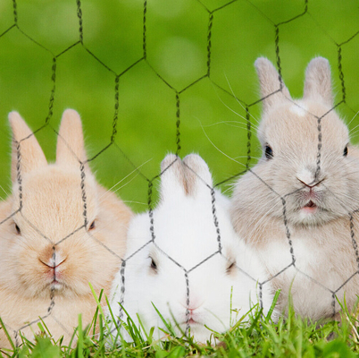 PVC Coated Steel Wire Animal Chicken Mesh Netting Hexagonal Mesh Wire Netting