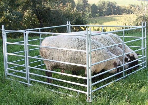 Sheep 7 Reels Heavy Duty Cattle Panel Hot Dip Galvanized Metal Steel 275 Cm X 92 Cm